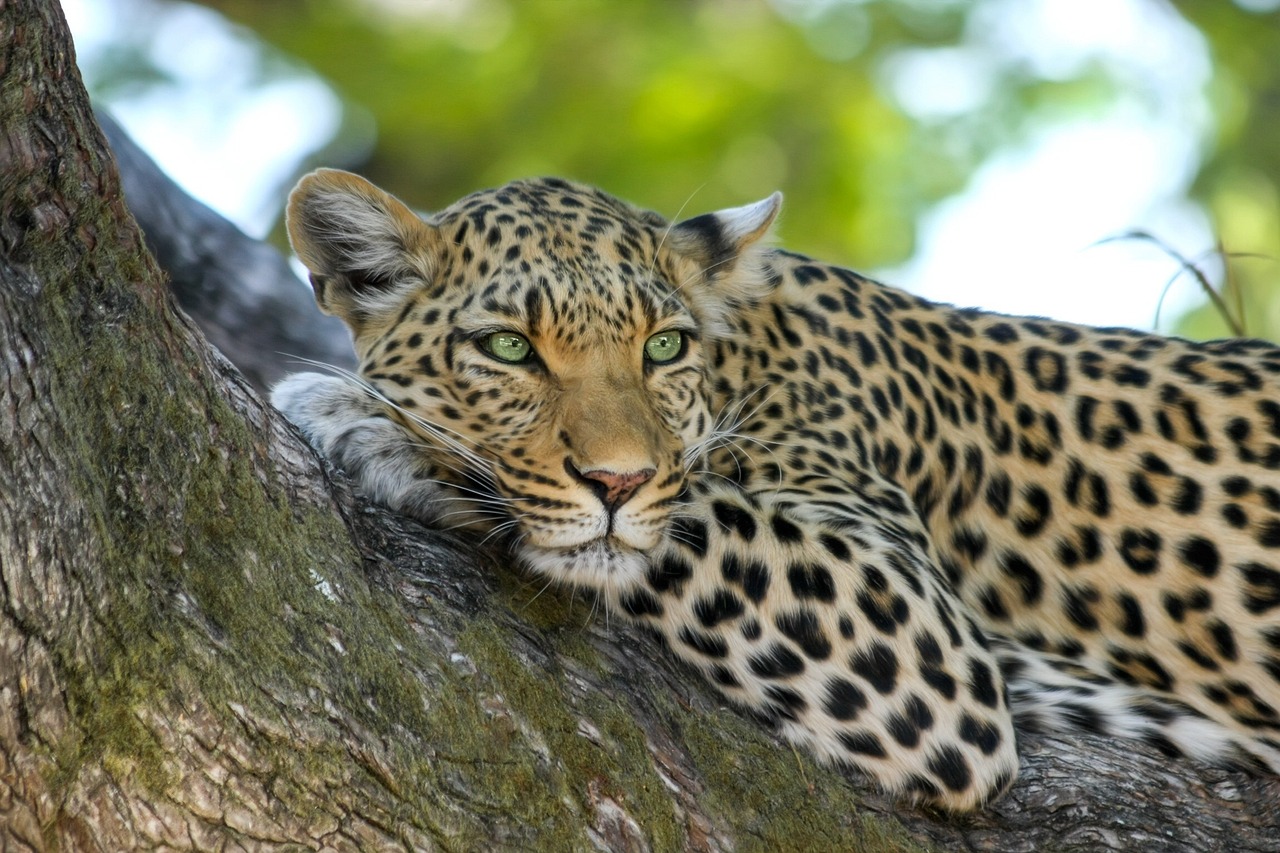 ¿Qué significa la señal de presencia de animales?